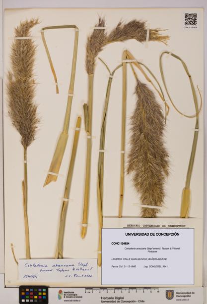 Cortaderia araucana [Espécimen: UDEC:CONC:0124924]