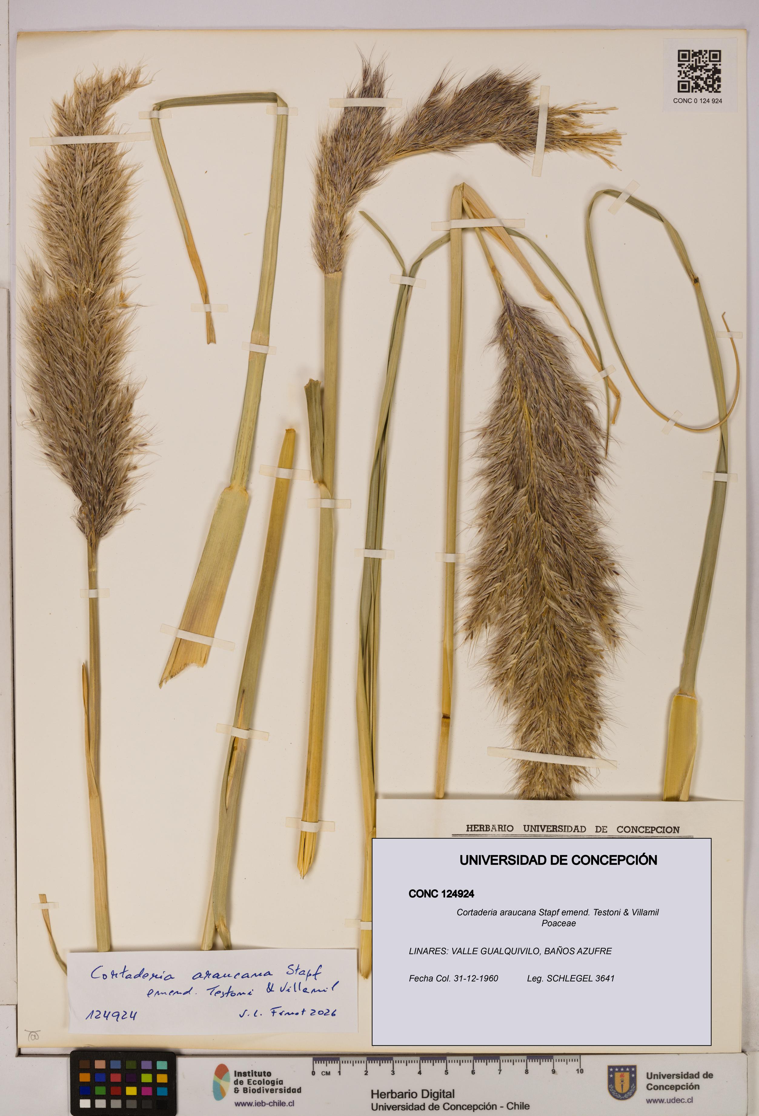 Cortaderia araucana [Espécimen: UDEC:CONC:0124924]