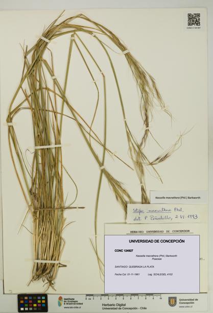 Nassella macrathera [Espécimen: UDEC:CONC:0124927]