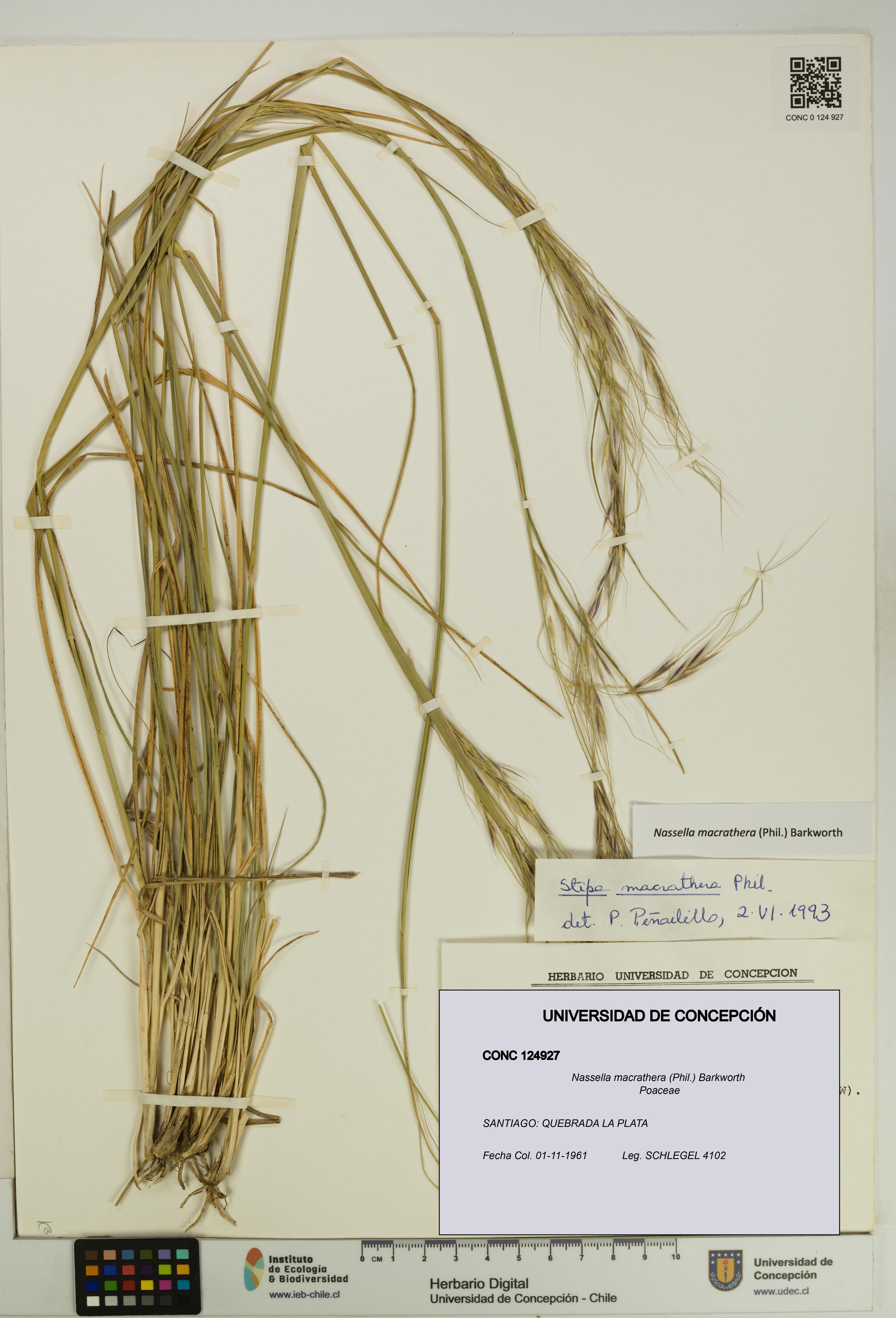 Nassella macrathera [Espécimen: UDEC:CONC:0124927]
