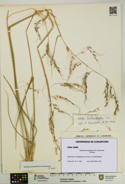 Nassella lachnophylla [Espécimen: UDEC:CONC:0124930]