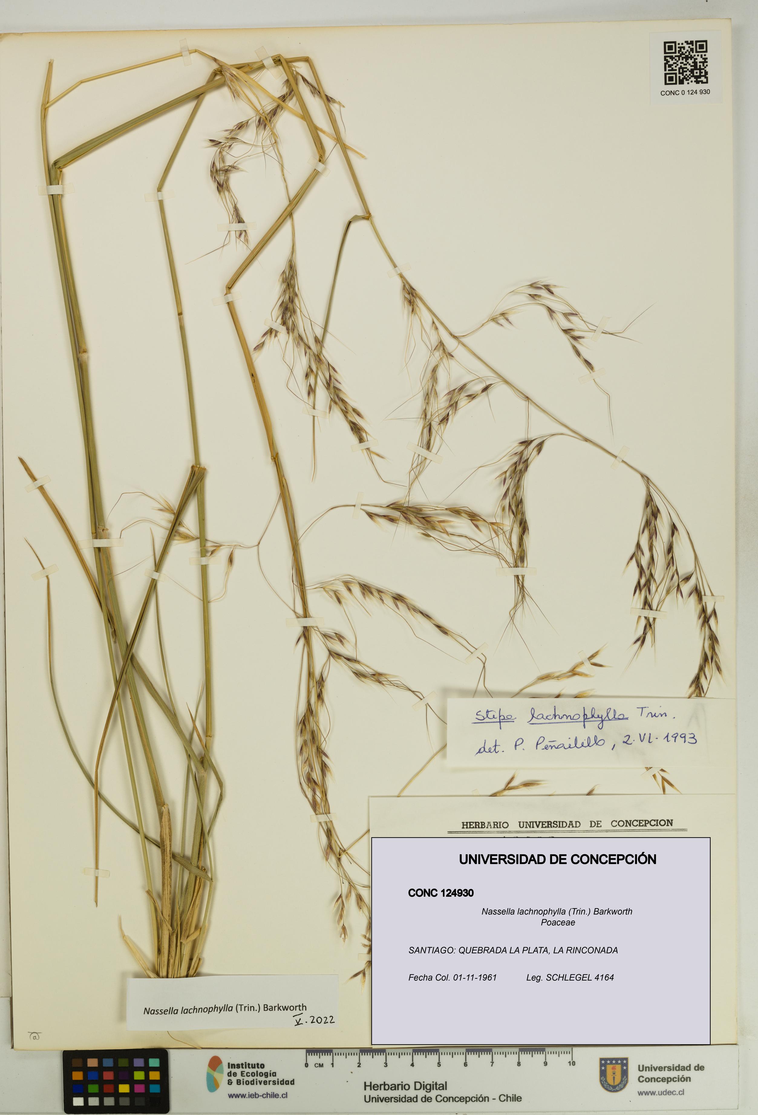 Nassella lachnophylla [Espécimen: UDEC:CONC:0124930]