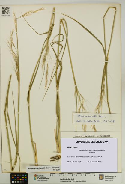Nassella manicata [Espécimen: UDEC:CONC:0124931]