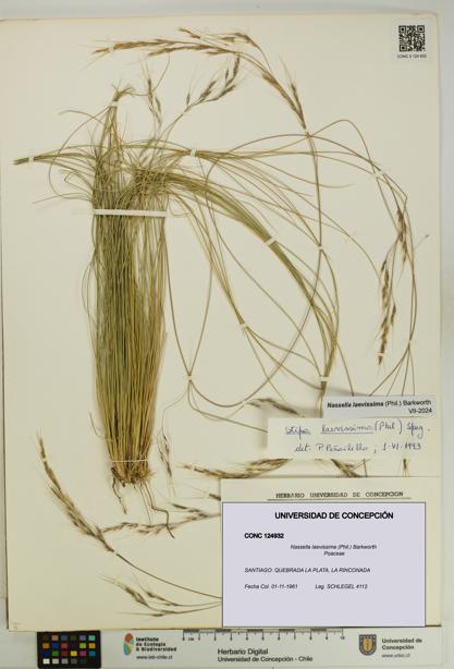 Nassella laevissima [Espécimen: UDEC:CONC:0124932]