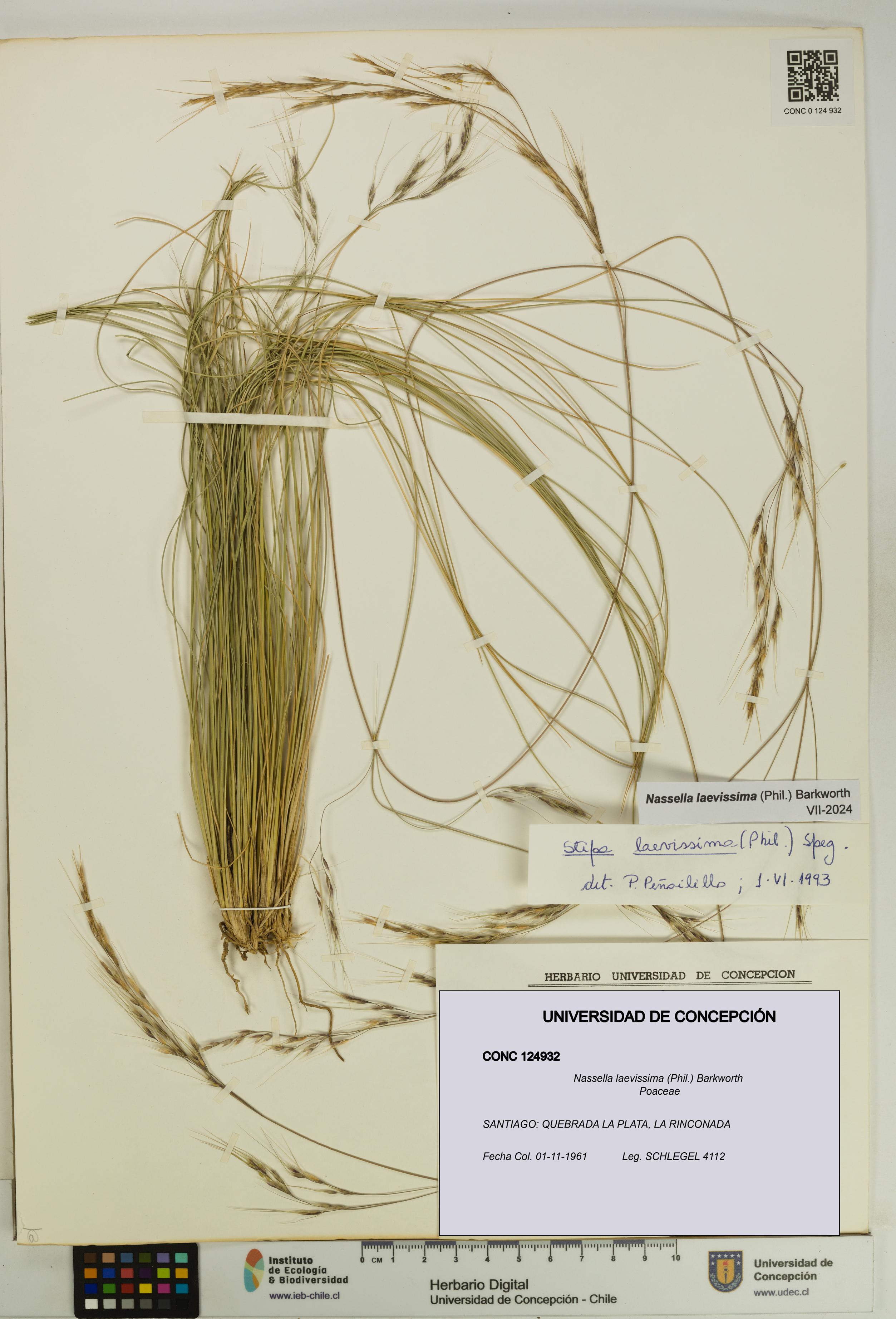 Nassella laevissima [Espécimen: UDEC:CONC:0124932]