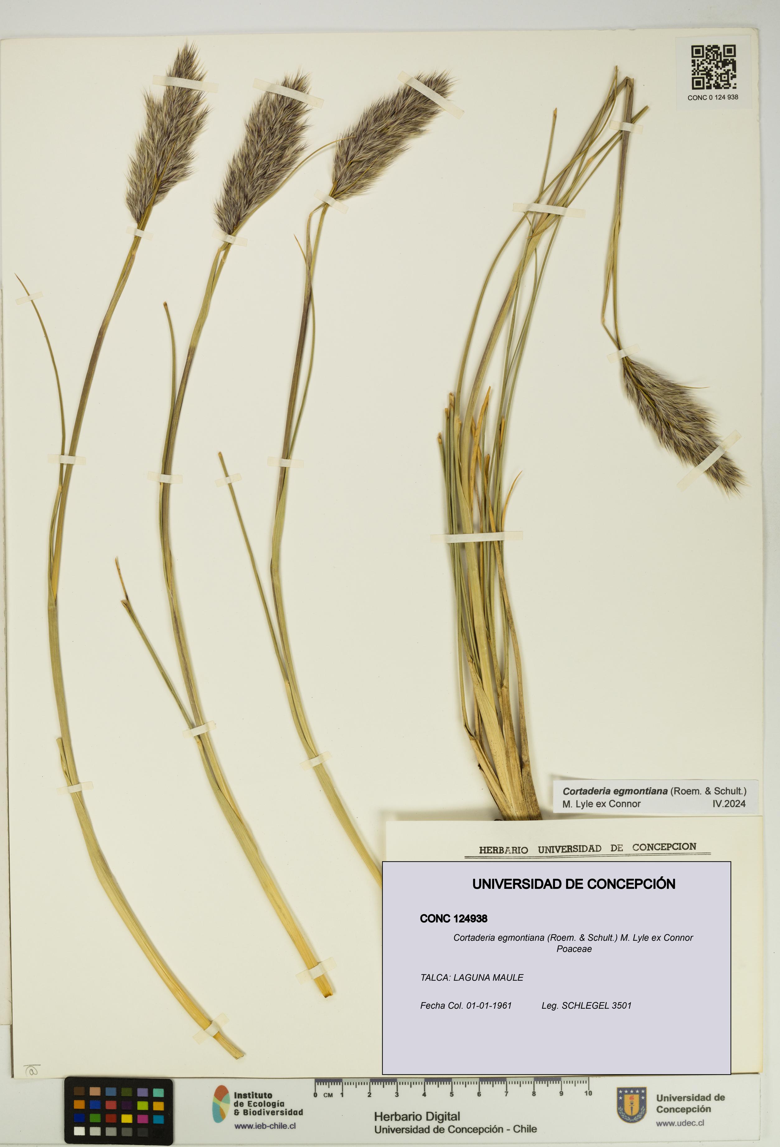 Cortaderia egmontiana [Espécimen: UDEC:CONC:0124938]
