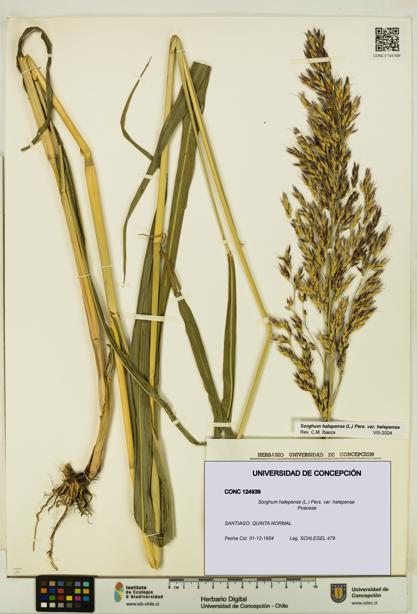 Sorghum halepense var. halepense [Espécimen: UDEC:CONC:0124939]