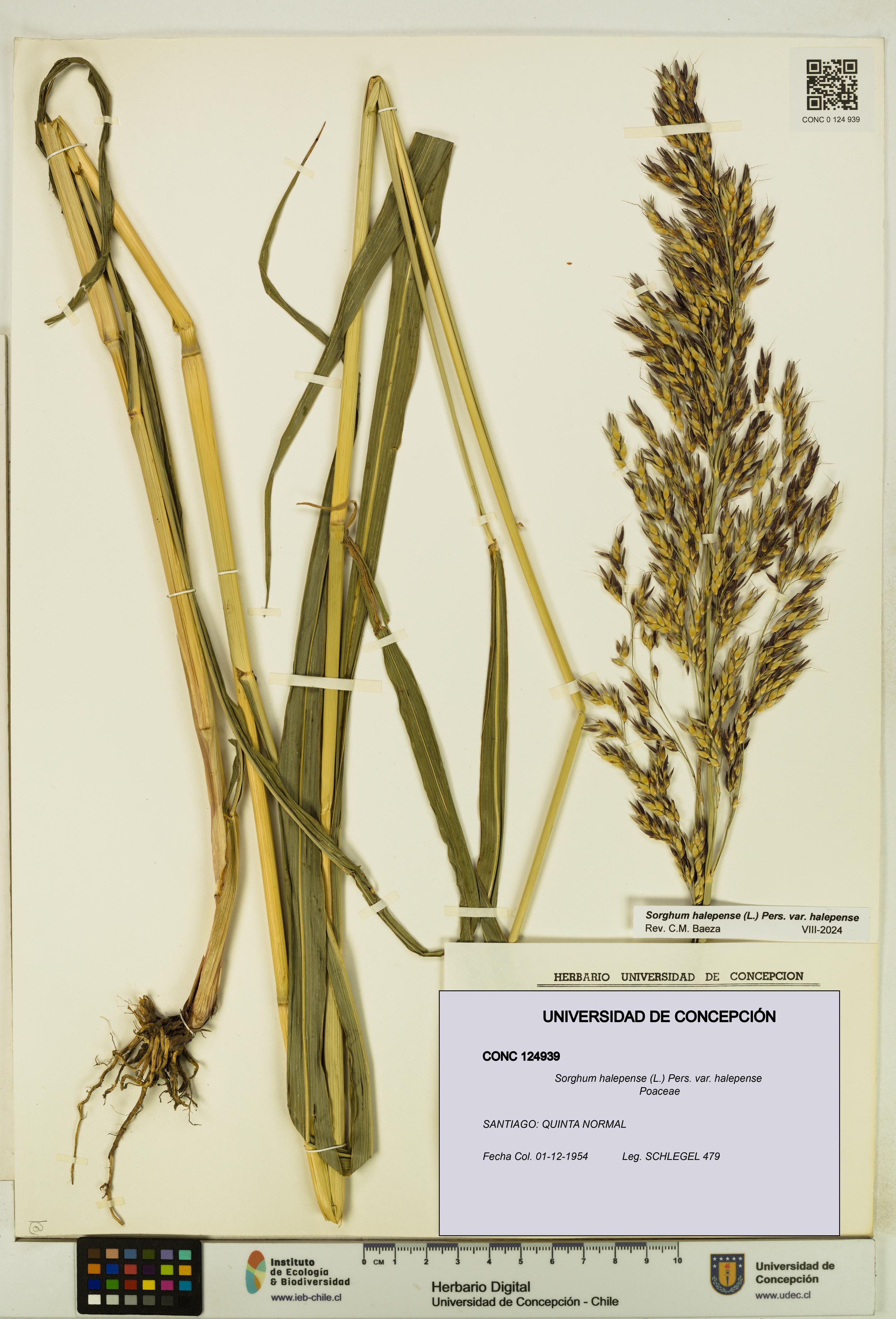 Sorghum halepense var. halepense [Espécimen: UDEC:CONC:0124939]