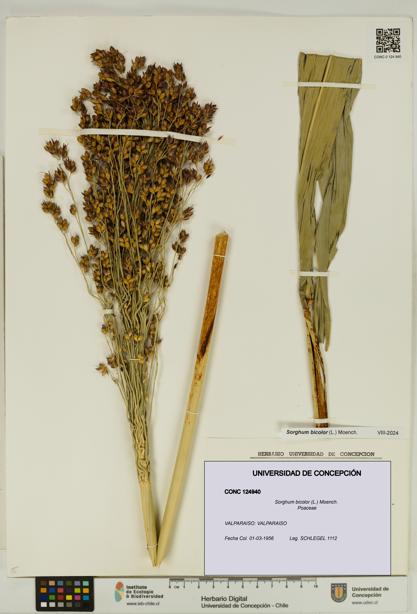 Sorghum bicolor [Espécimen: UDEC:CONC:0124940]