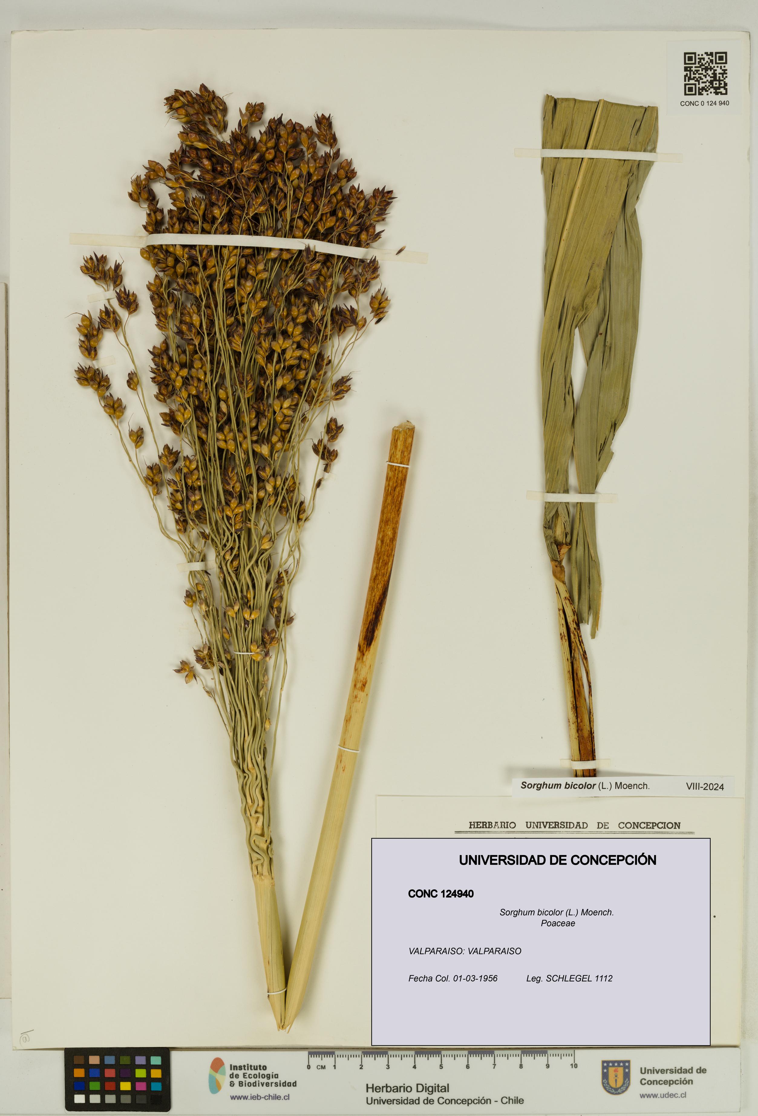 Sorghum bicolor [Espécimen: UDEC:CONC:0124940]