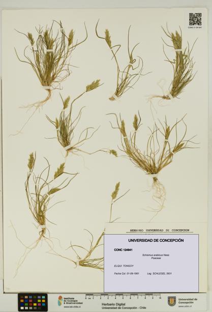 Schismus arabicus [Espécimen: UDEC:CONC:0124941]