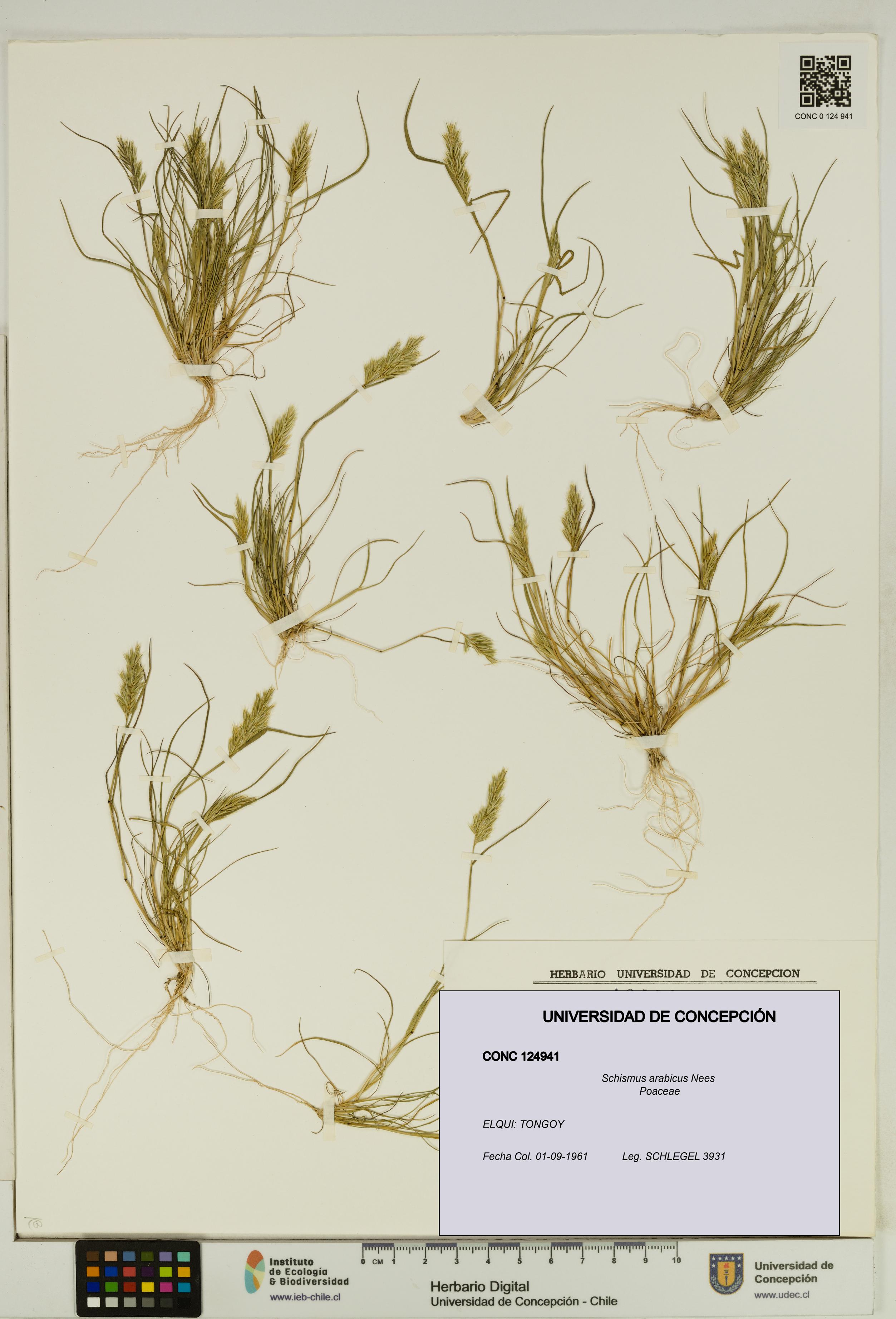 Schismus arabicus [Espécimen: UDEC:CONC:0124941]