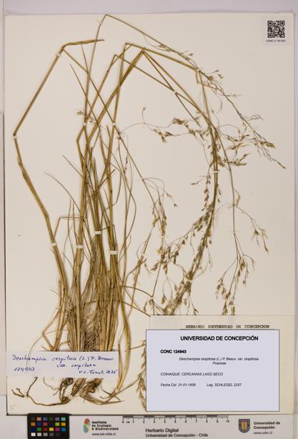 Deschampsia cespitosa var. cespitosa [Espécimen: UDEC:CONC:0124943]