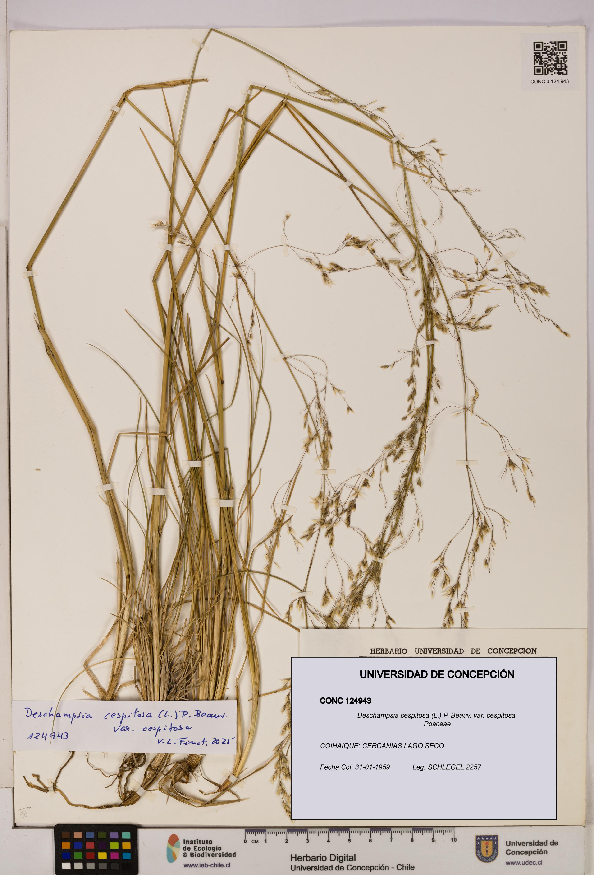 Deschampsia cespitosa var. cespitosa [Espécimen: UDEC:CONC:0124943]