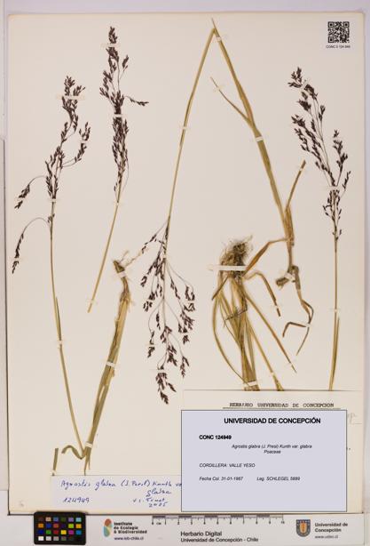 Agrostis glabra var. glabra [Espécimen: UDEC:CONC:0124949]