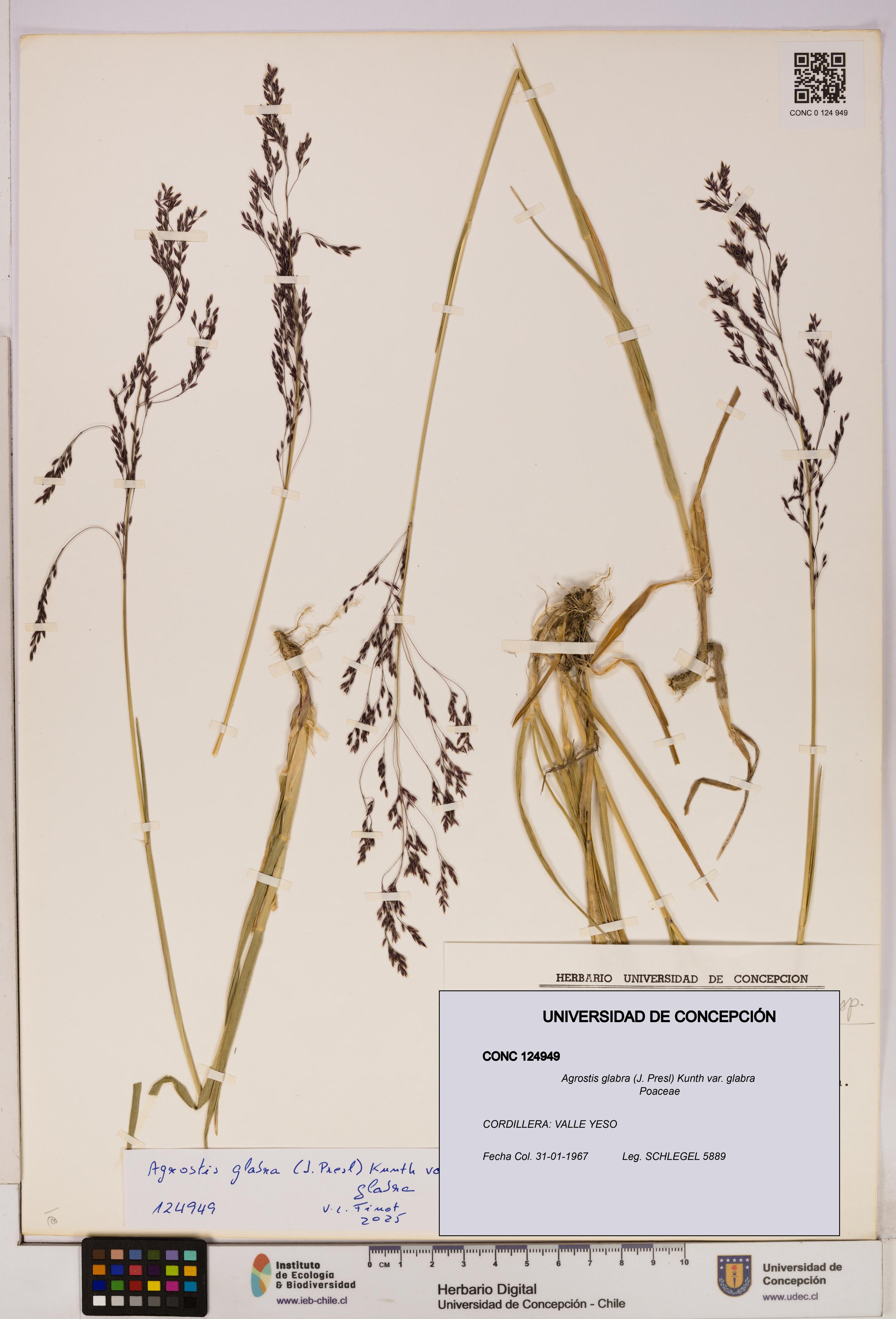 Agrostis glabra var. glabra [Espécimen: UDEC:CONC:0124949]