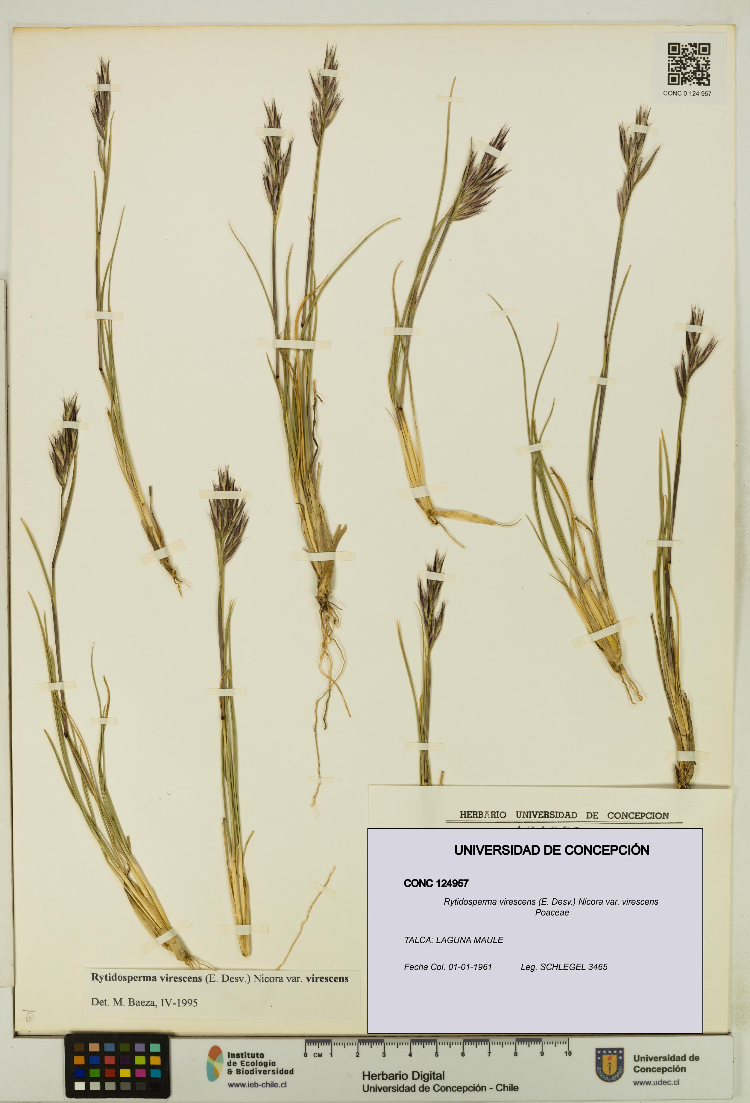 Rytidosperma virescens var. virescens [Espécimen: UDEC:CONC:0124957]