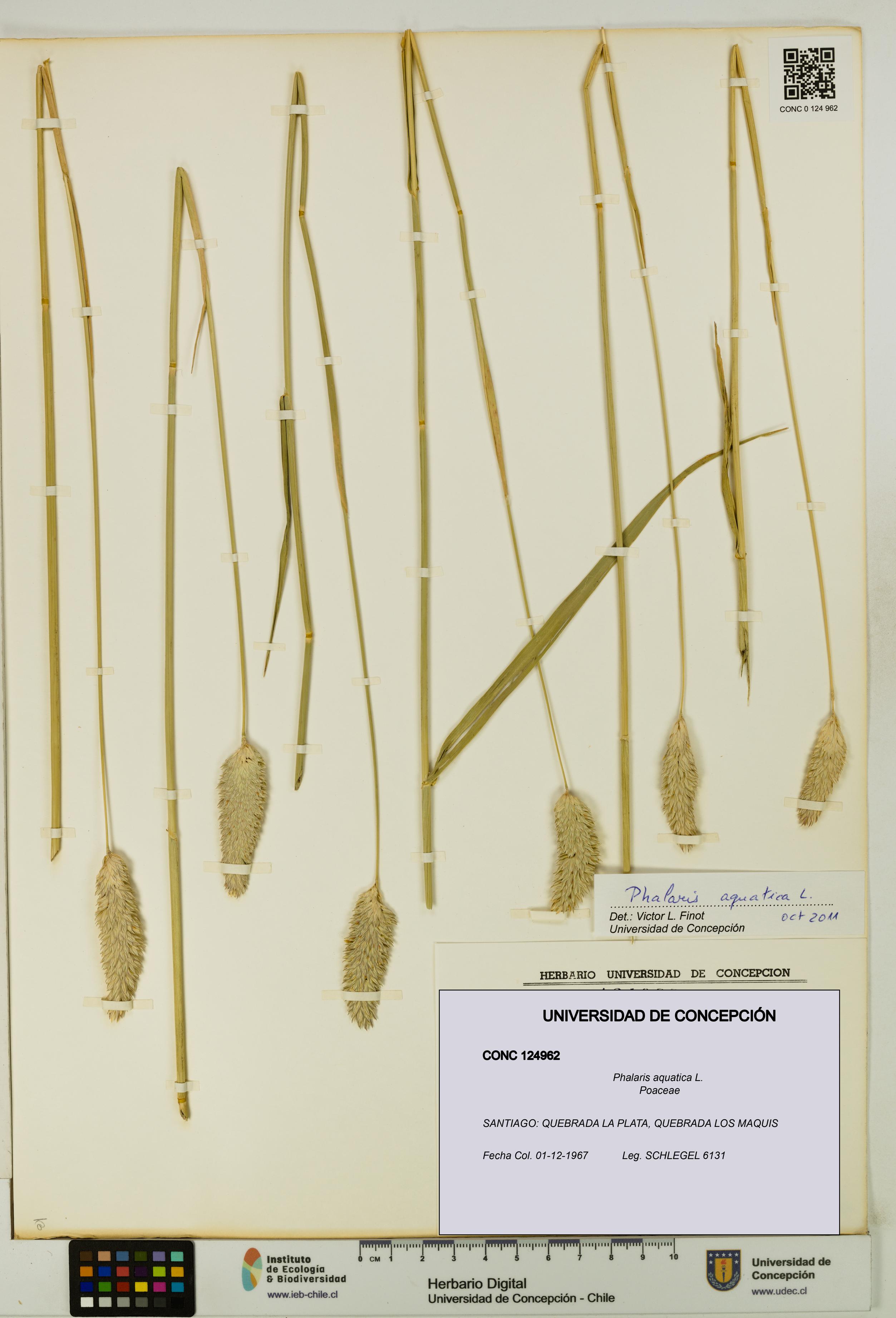 Phalaris aquatica [Espécimen: UDEC:CONC:0124962]