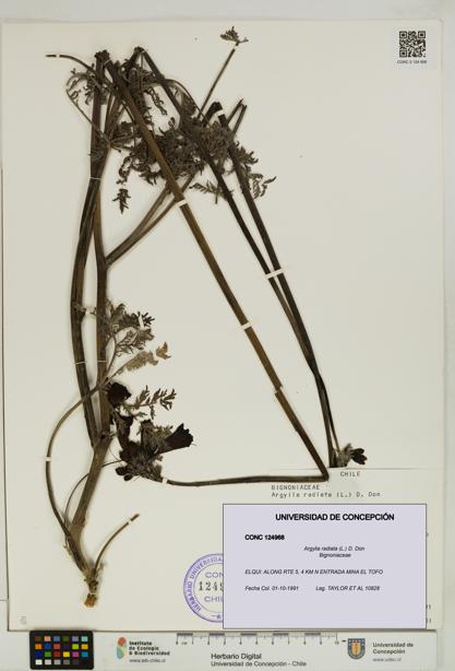 Argylia radiata [Espécimen: UDEC:CONC:0124968]