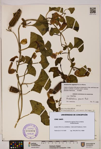 Aristolochia vaginans [Espécimen: ]