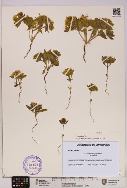 Cruckshanksia pumila [Espécimen: UDEC:CONC:0124976]
