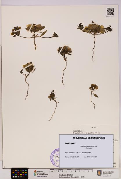 Cruckshanksia pumila [Espécimen: UDEC:CONC:0124977]