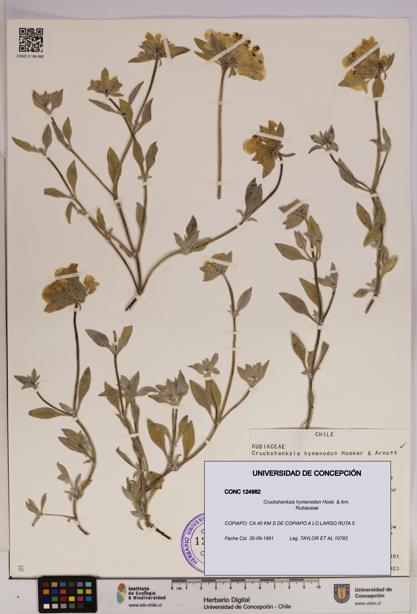Cruckshanksia hymenodon [Espécimen: UDEC:CONC:0124982]