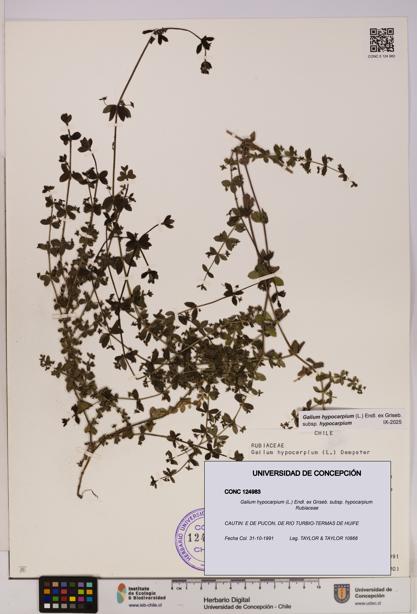 Galium hypocarpium subsp. hypocarpium [Espécimen: UDEC:CONC:0124983]