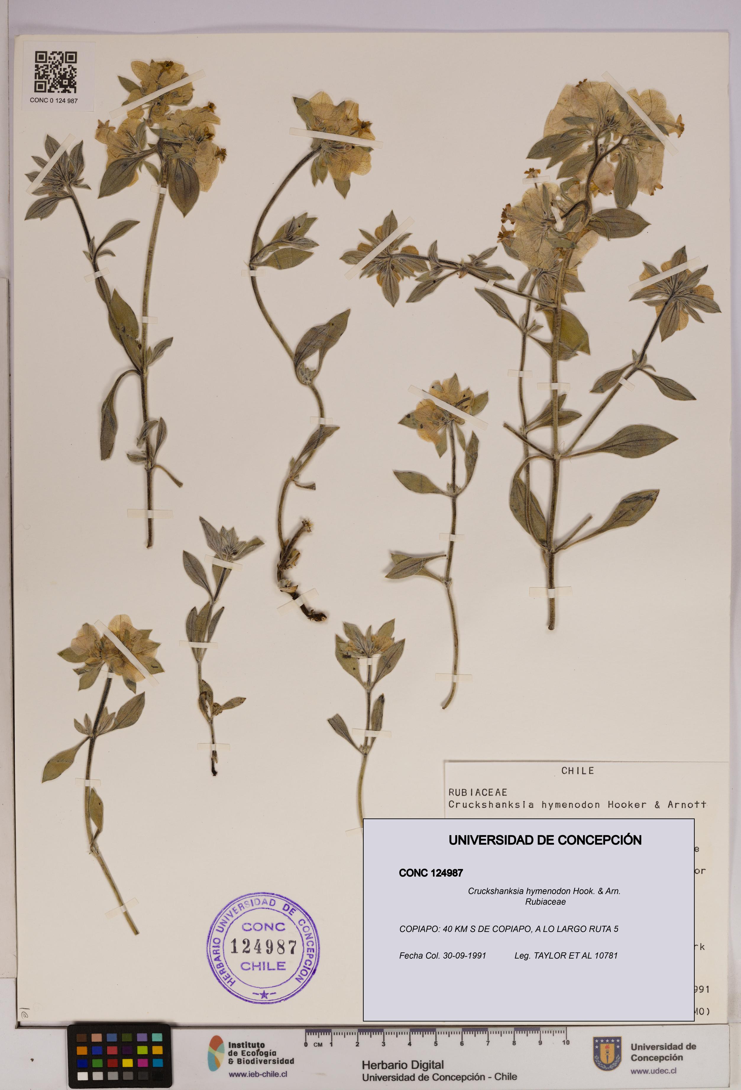 Cruckshanksia hymenodon [Espécimen: UDEC:CONC:0124987]