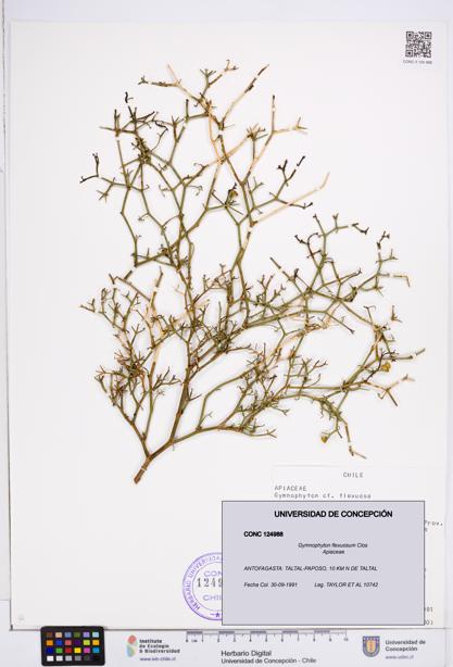 Gymnophyton flexuosum [Espécimen: ]