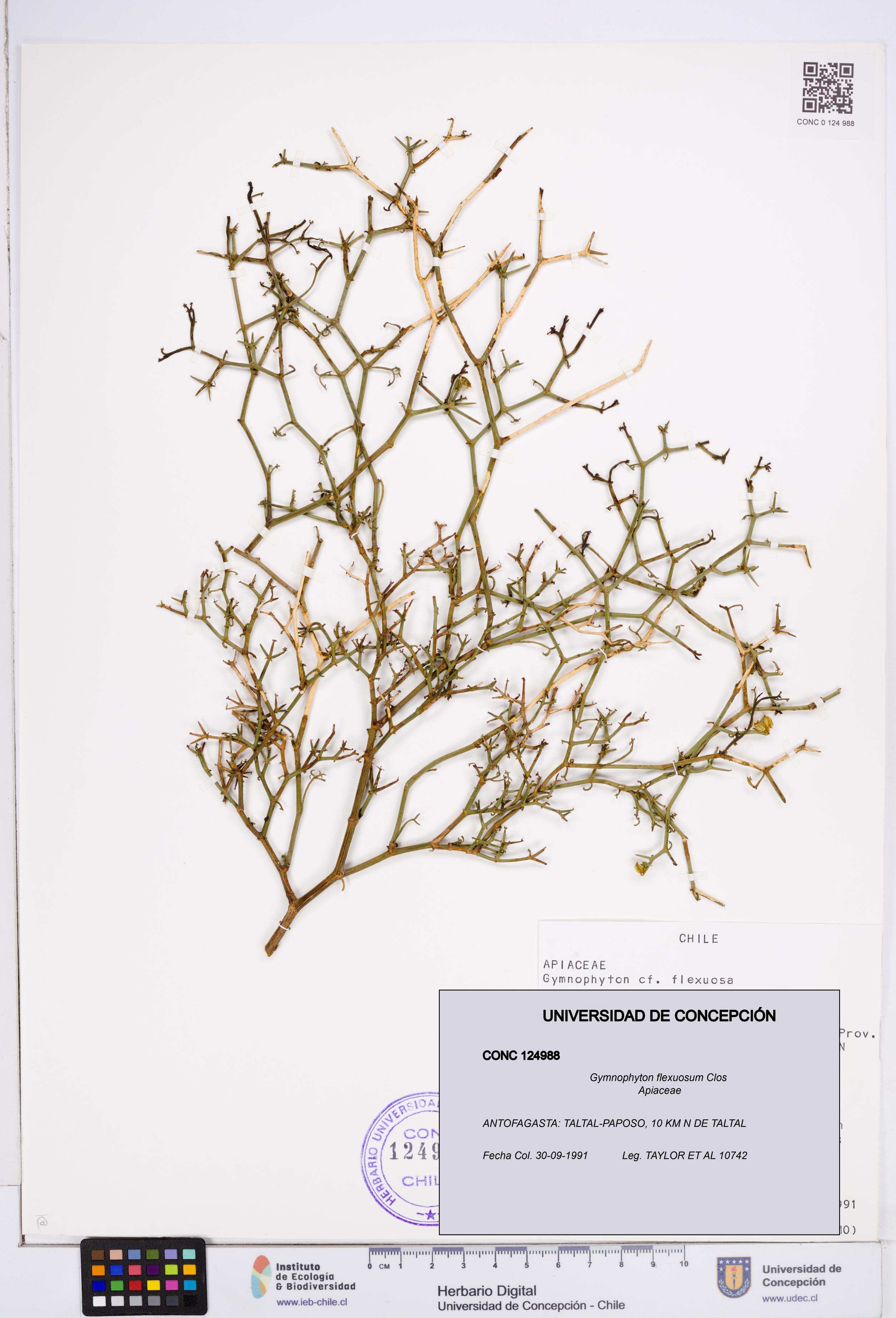 Gymnophyton flexuosum [Espécimen: ]