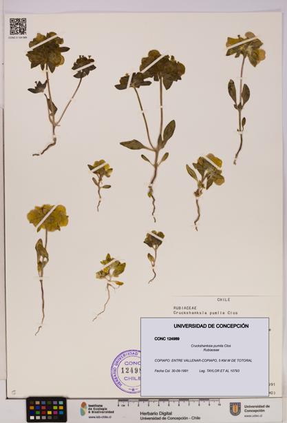 Cruckshanksia pumila [Espécimen: UDEC:CONC:0124989]