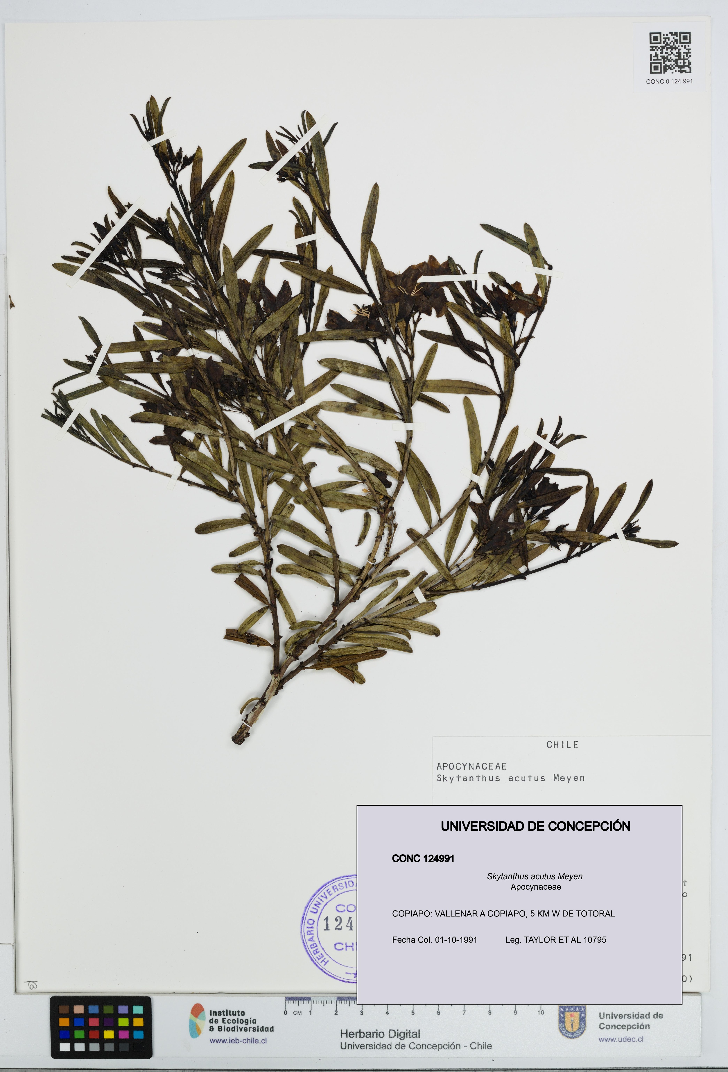 Skytanthus acutus [Espécimen: UDEC:CONC:0124991]