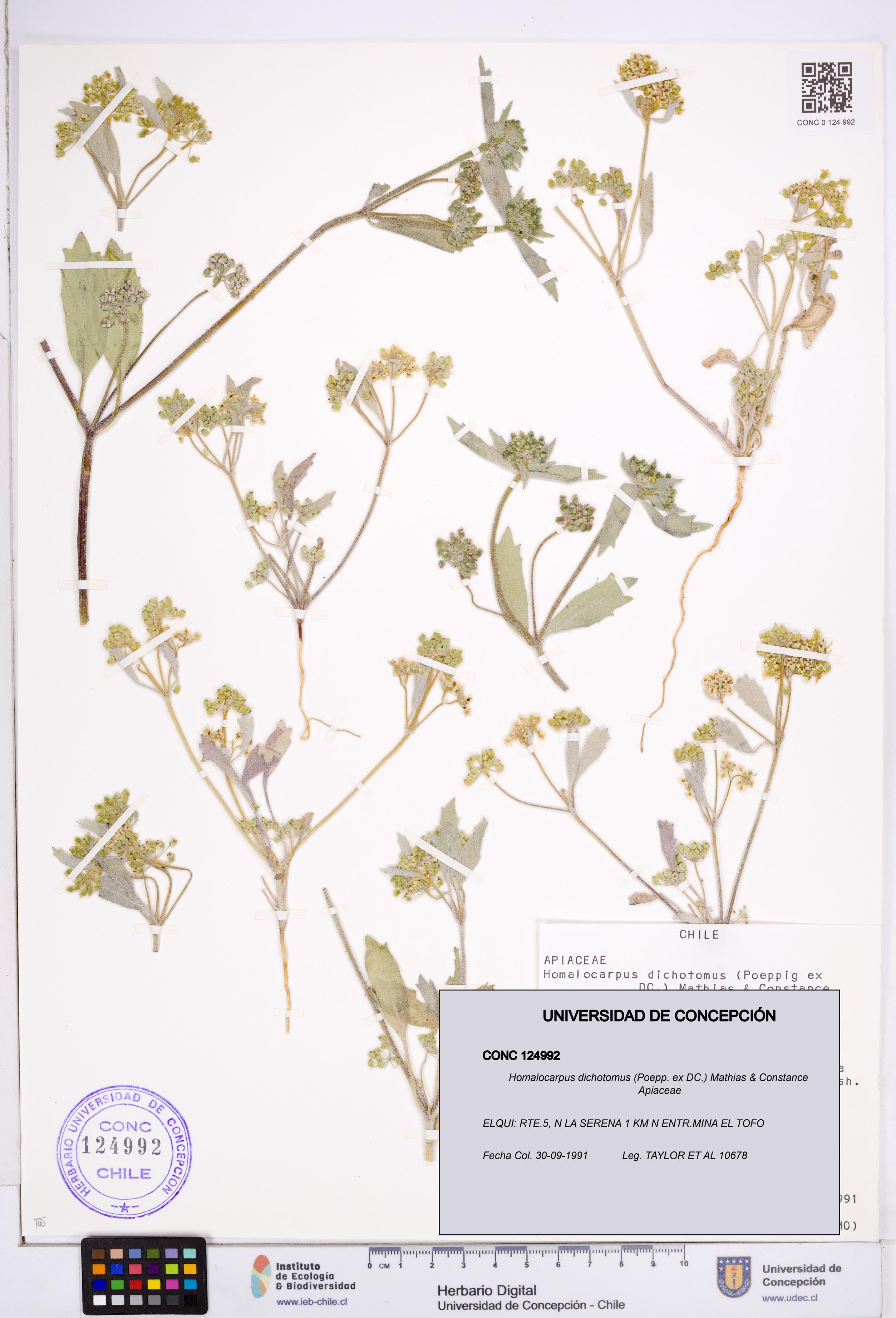 Homalocarpus dichotomus [Espécimen: ]