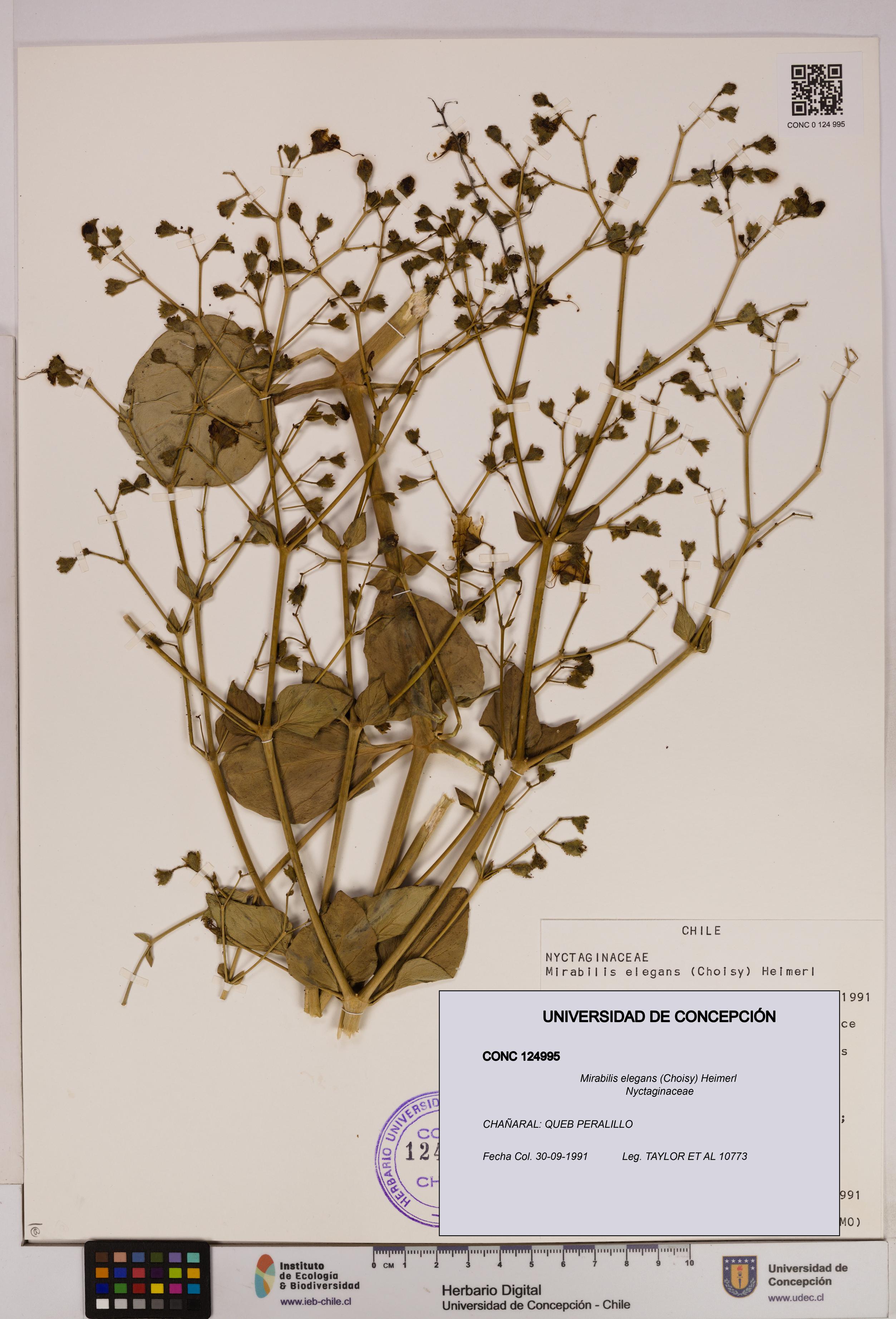 Mirabilis elegans [Espécimen: UDEC:CONC:0124995]