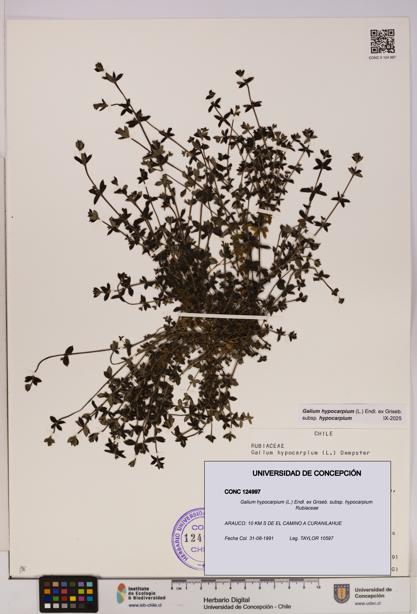 Galium hypocarpium subsp. hypocarpium [Espécimen: UDEC:CONC:0124997]