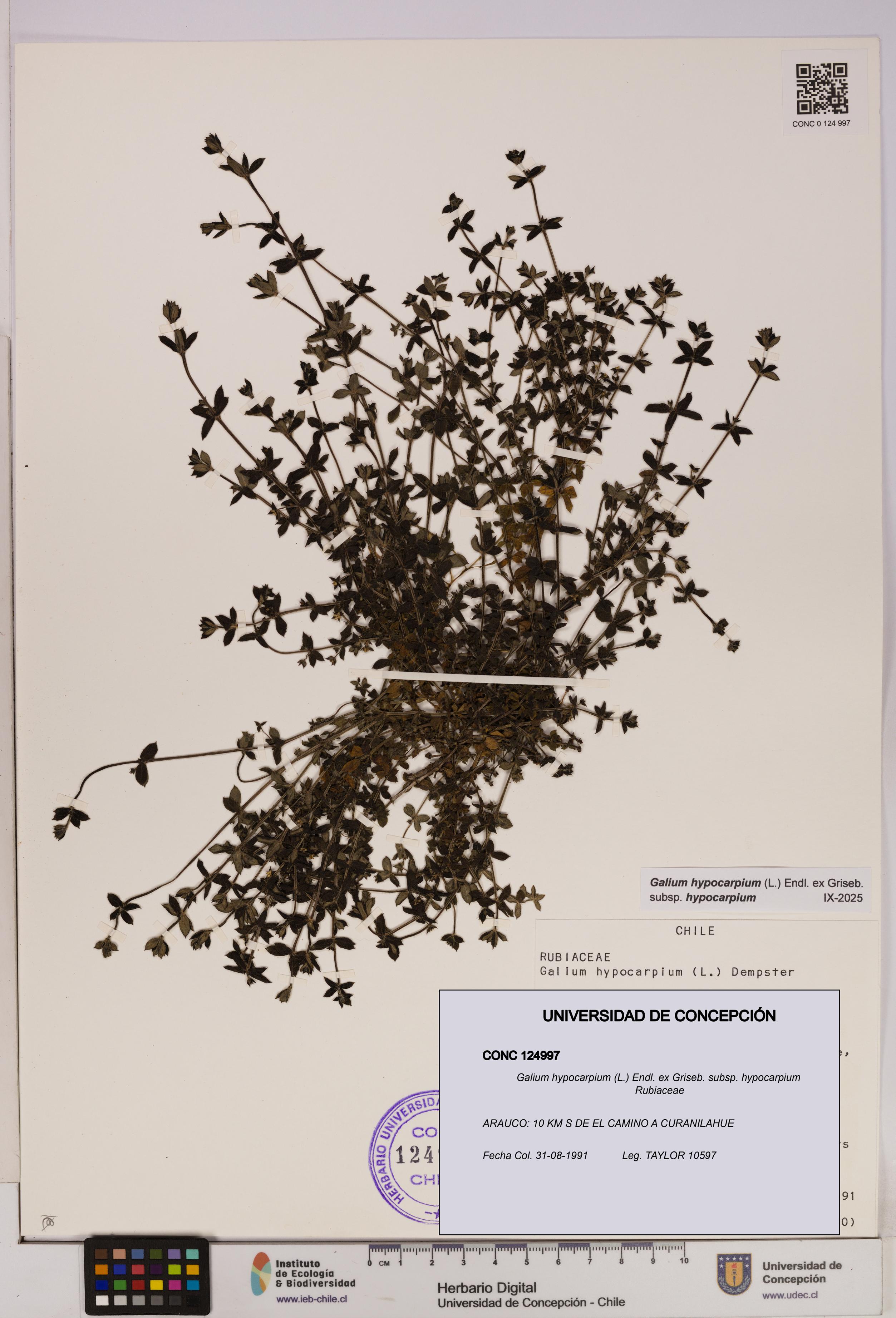 Galium hypocarpium subsp. hypocarpium [Espécimen: UDEC:CONC:0124997]