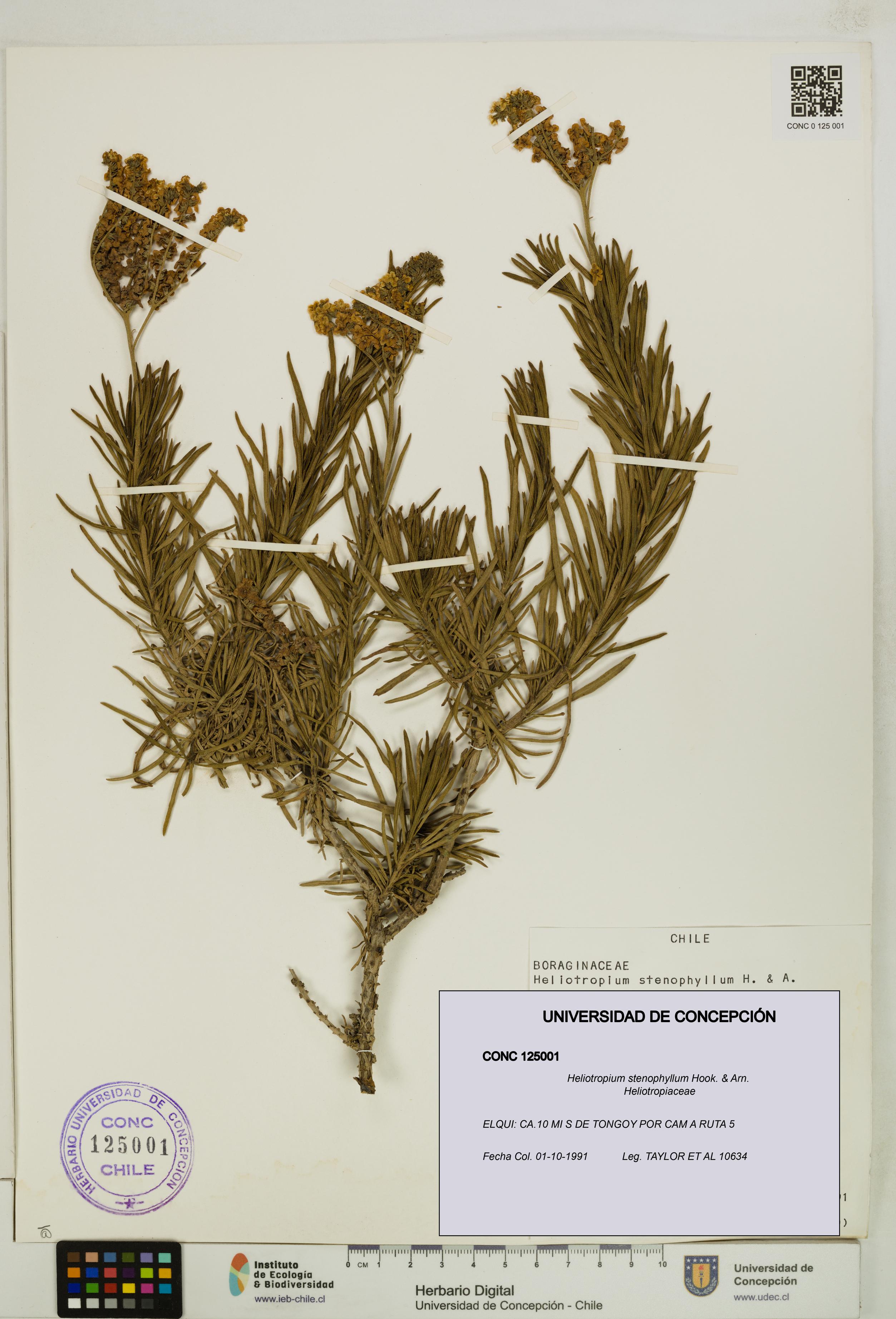 Heliotropium stenophyllum [Espécimen: UDEC:CONC:0125001]