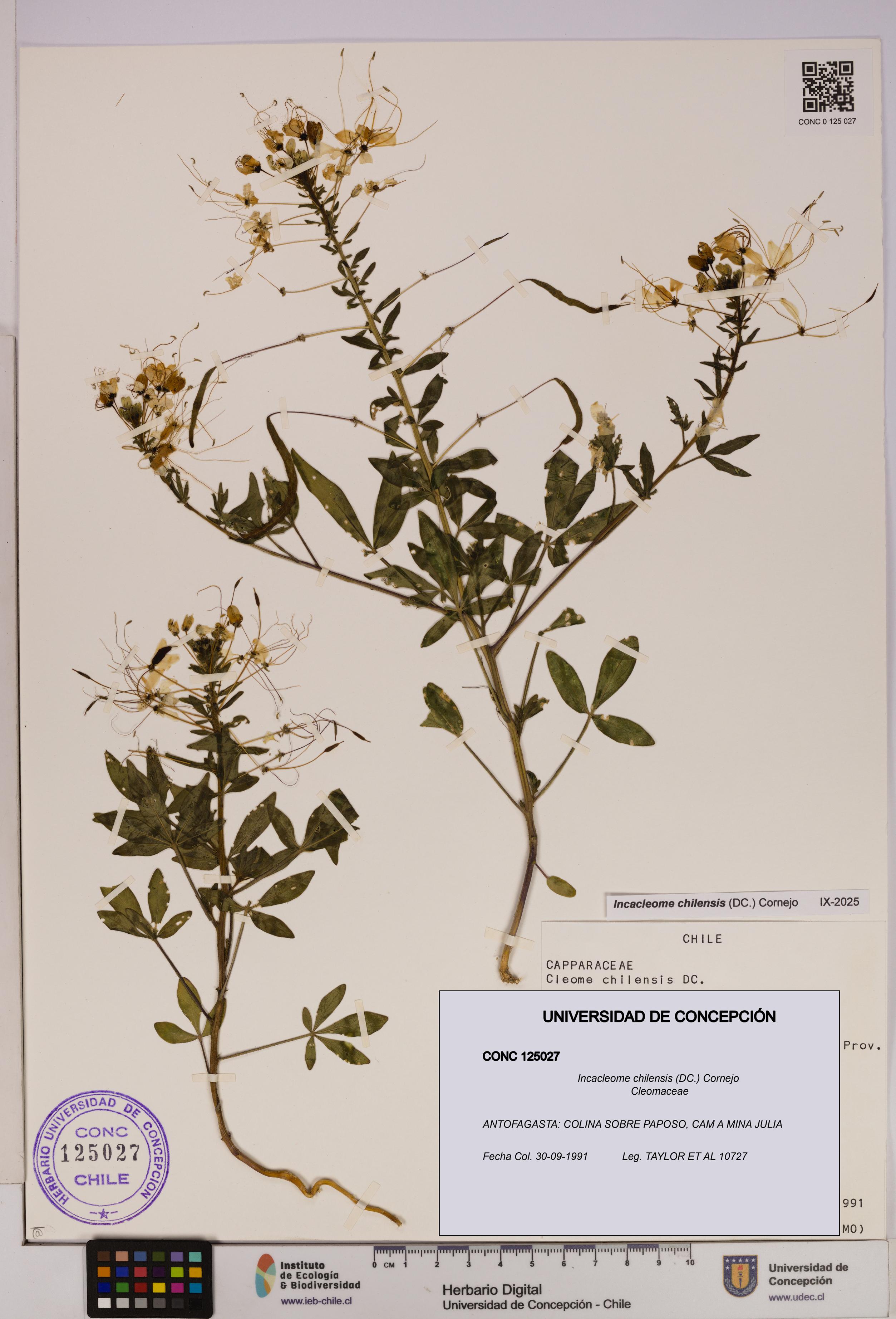 Incacleome chilensis [Espécimen: UDEC:CONC:0125027]