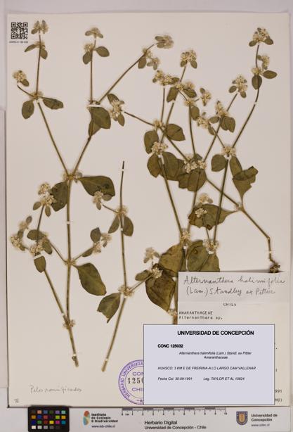 Alternanthera halimifolia [Espécimen: UDEC:CONC:0125032]
