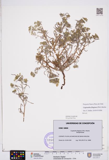 Cryptantha filaginea [Espécimen: ]