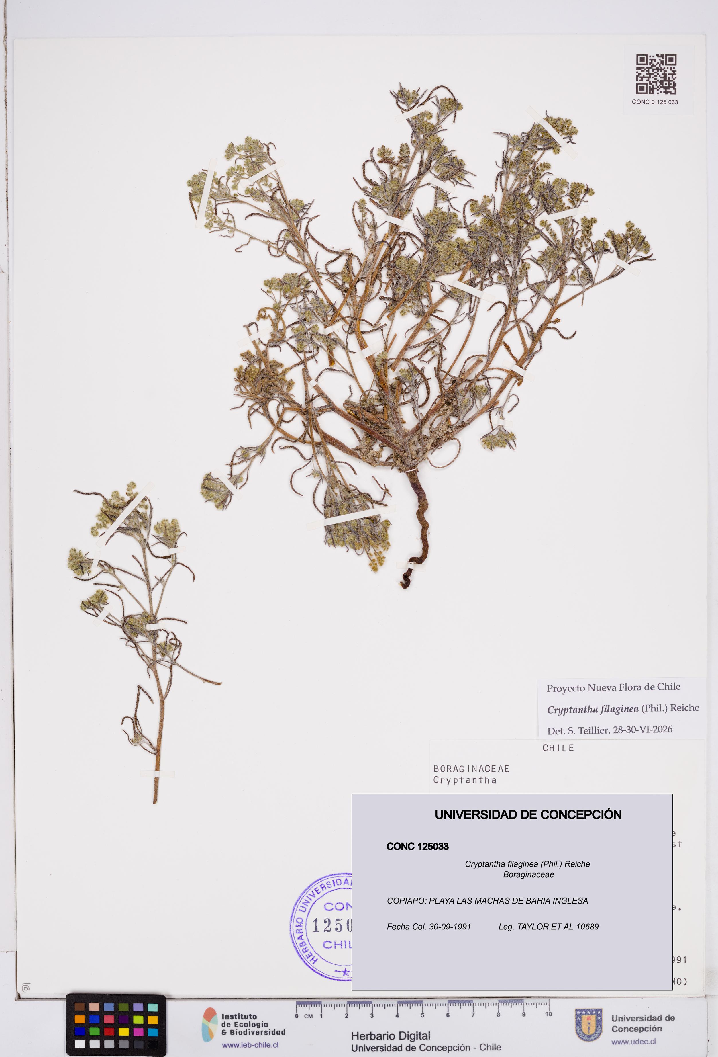 Cryptantha filaginea [Espécimen: ]