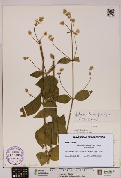 Alternanthera porrigens [Espécimen: UDEC:CONC:0125039]