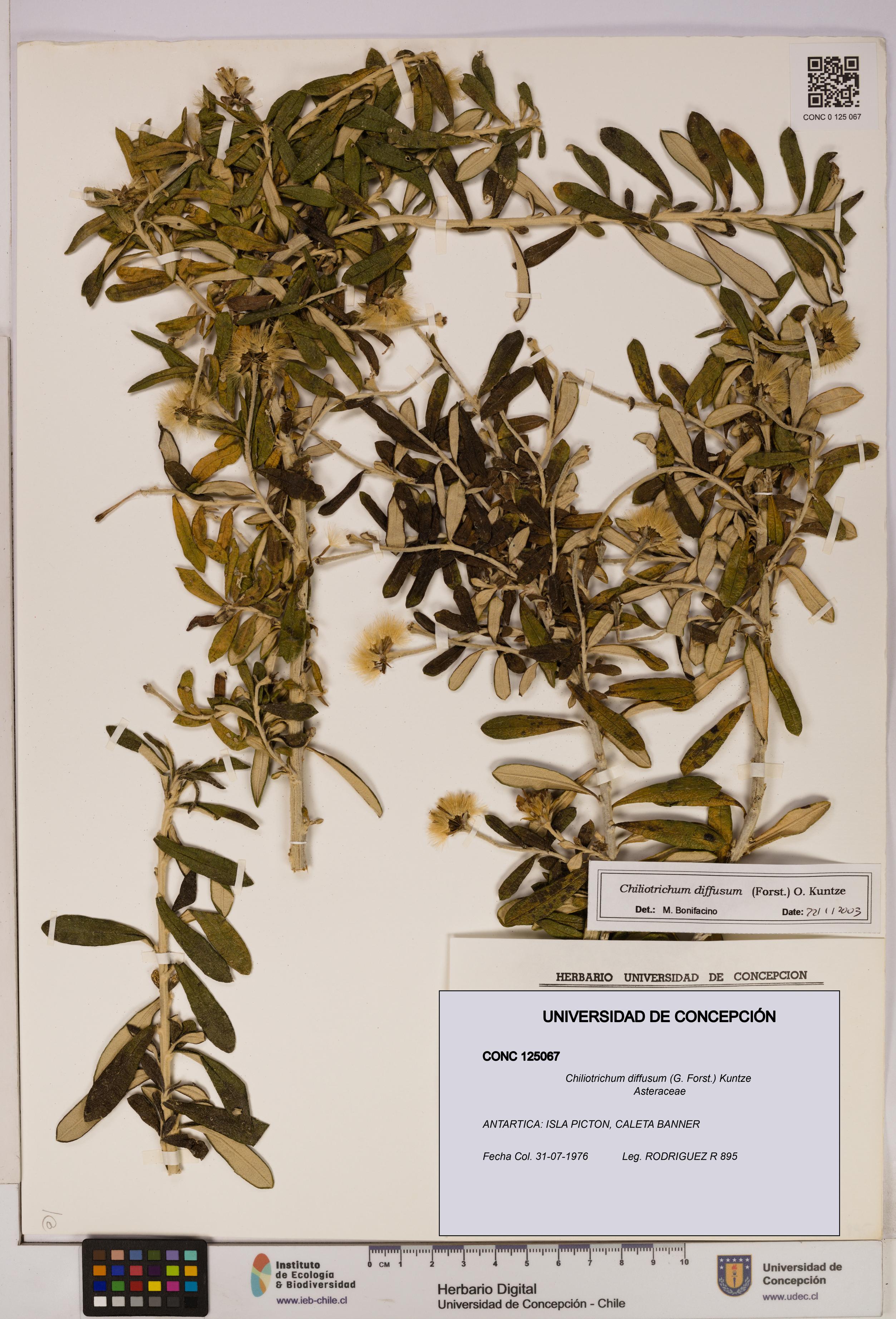 Chiliotrichum diffusum [Espécimen: UDEC:CONC:0125067]