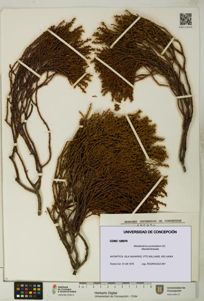 Misodendrum punctulatum [Espécimen: UDEC:CONC:0125070]