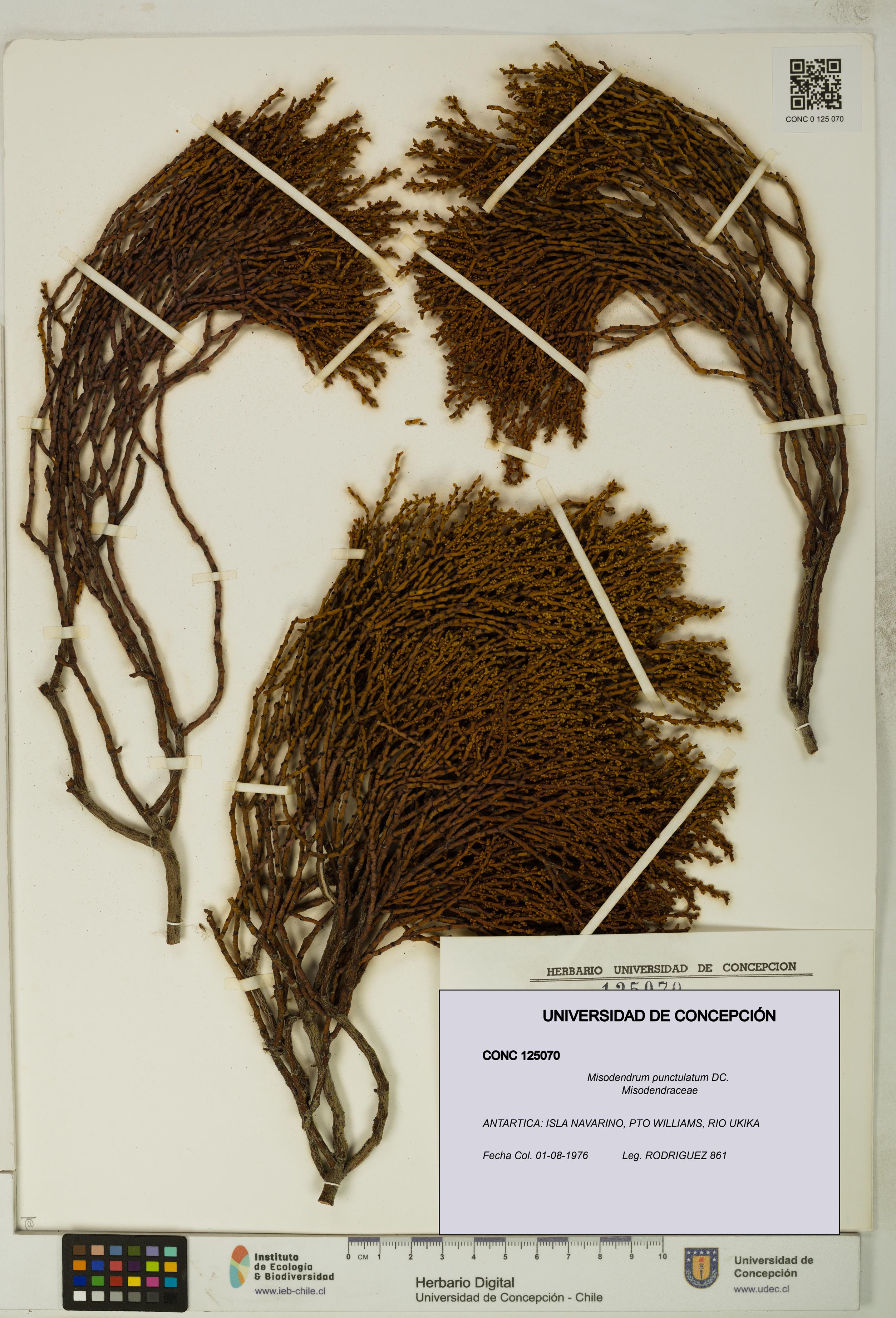 Misodendrum punctulatum [Espécimen: UDEC:CONC:0125070]