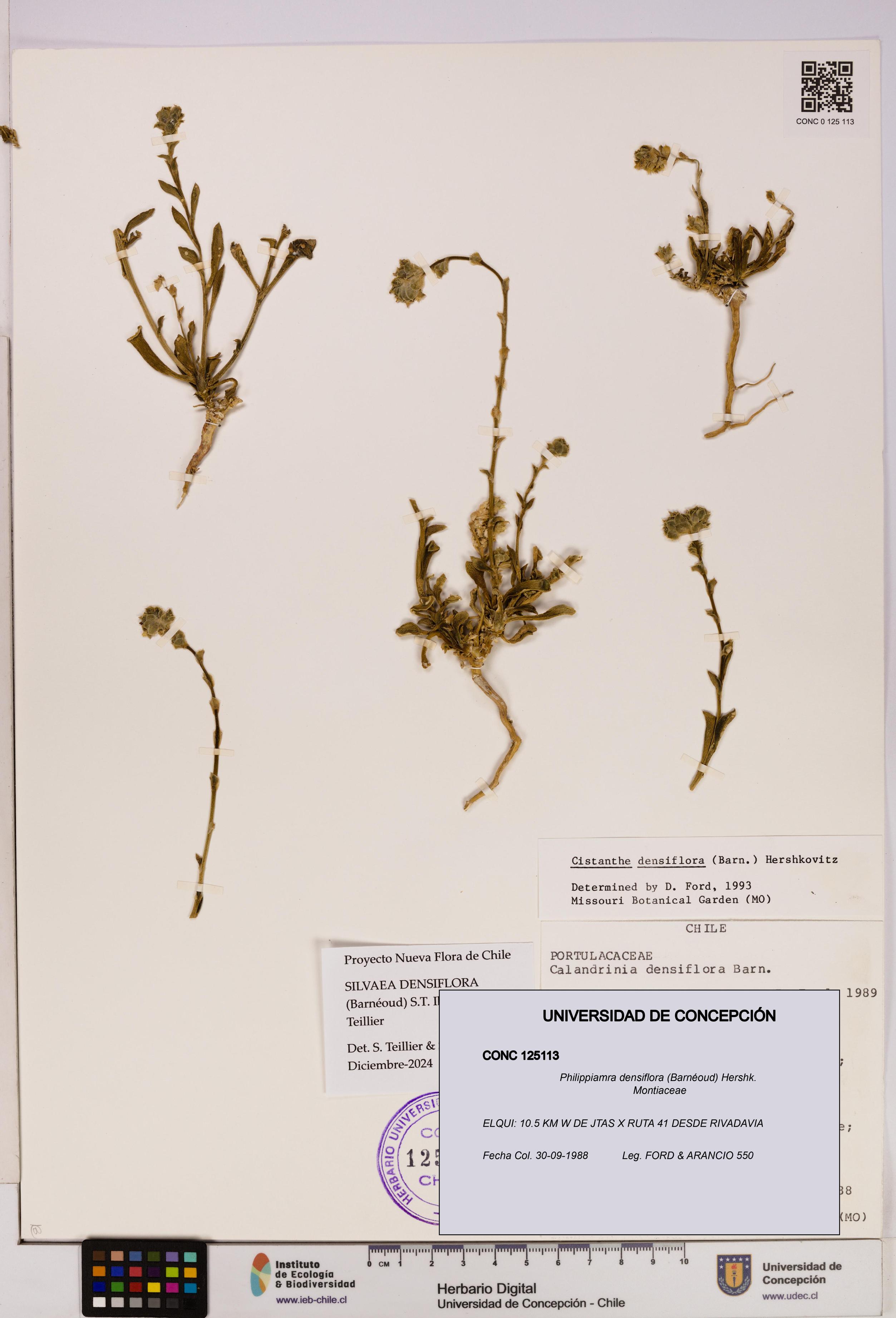 Philippiamra densiflora [Espécimen: ]