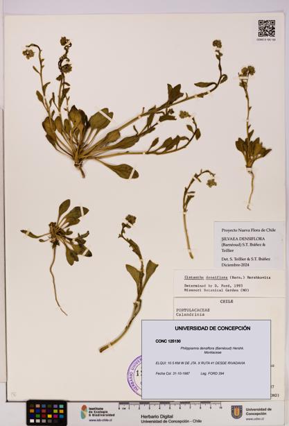 Philippiamra densiflora [Espécimen: ]