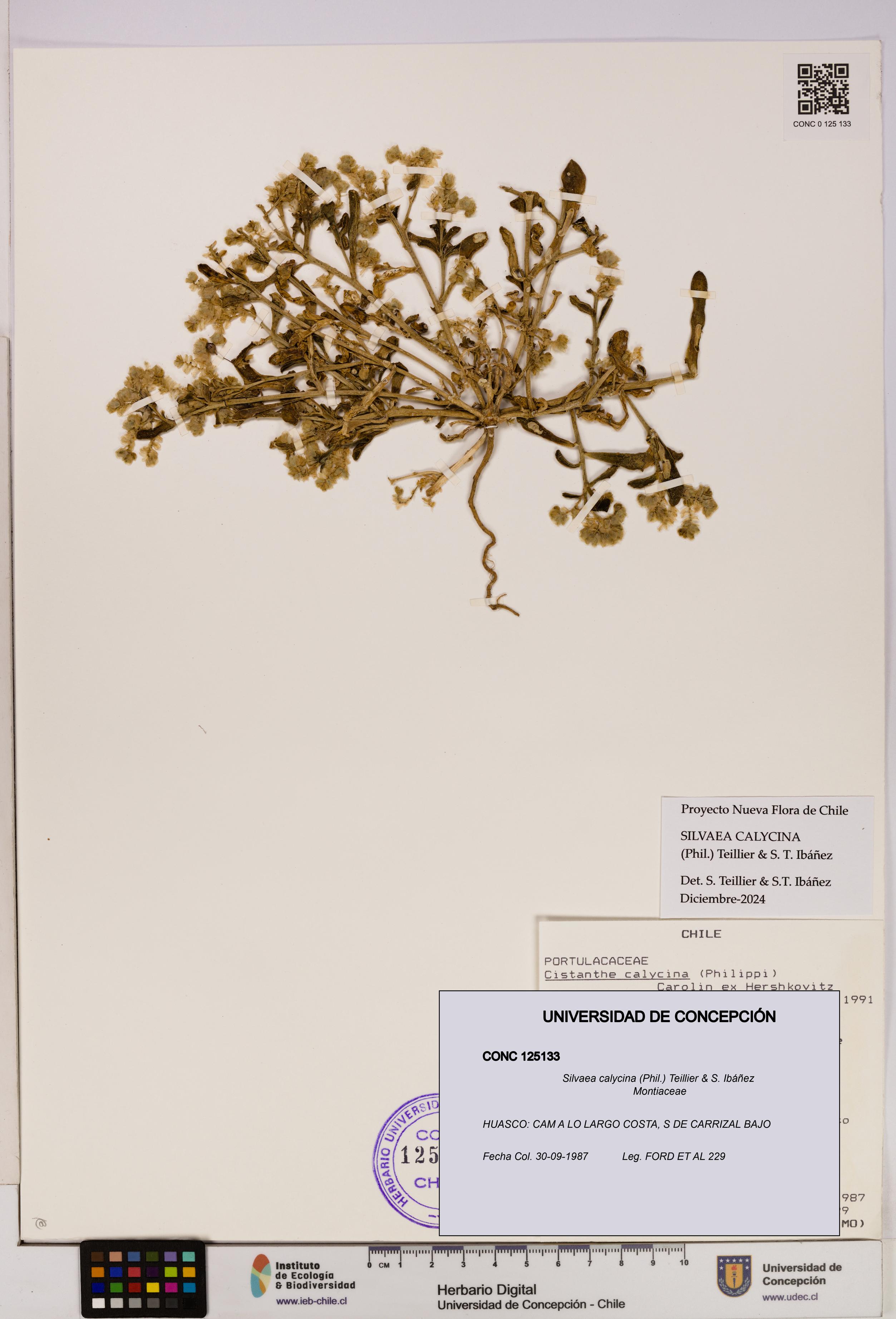 Silvaea calycina [Espécimen: UDEC:CONC:0125133]