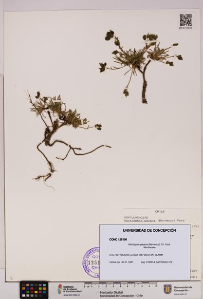 Montiopsis gayana [Espécimen: UDEC:CONC:0125136]